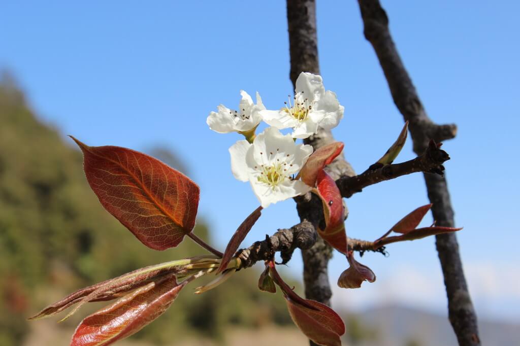 Apple blossoms in Spring